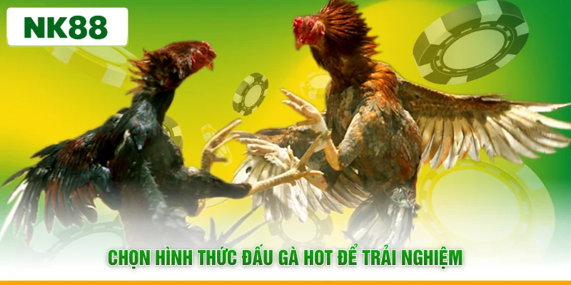 Chọn hình thức đấu gà hot để trải nghiệm