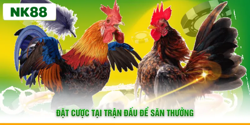 Đặt cược tại trận đấu để săn thưởng